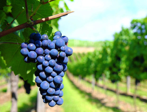 Tìm hiểu về nho Sangiovese nước Ý