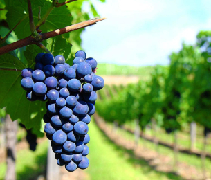 Tìm hiểu về nho Sangiovese nước Ý